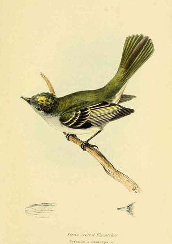 Reproducción/Reproduction 5977227173: A selection of the birds of Brazil and Mexico : the drawings London :H.G. Bohn,1841