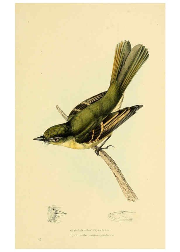 Reproducción/Reproduction 5977790050: A selection of the birds of Brazil and Mexico : the drawings London :H.G. Bohn,1841