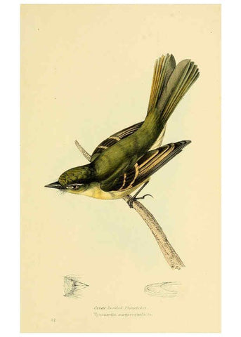 Reproducción/Reproduction 5977790050: A selection of the birds of Brazil and Mexico : the drawings London :H.G. Bohn,1841