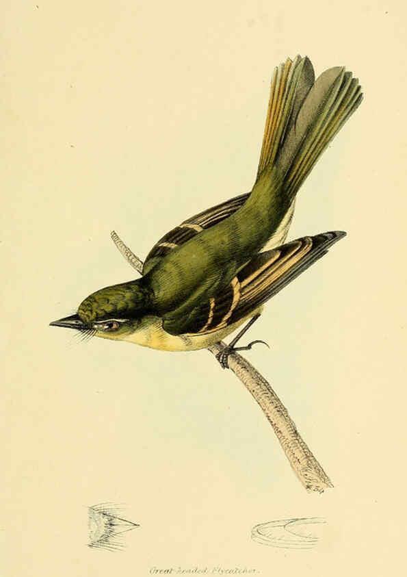 Reproducción/Reproduction 5977790050: A selection of the birds of Brazil and Mexico : the drawings London :H.G. Bohn,1841