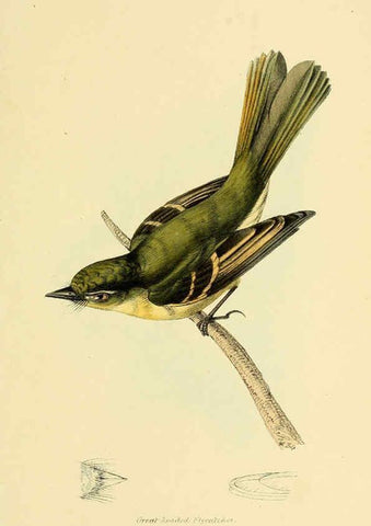 Reproducción/Reproduction 5977790050: A selection of the birds of Brazil and Mexico : the drawings London :H.G. Bohn,1841