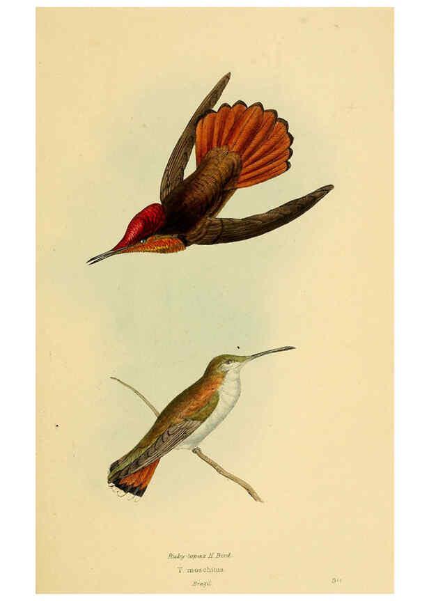Reproducción/Reproduction 5977780466: A selection of the birds of Brazil and Mexico : the drawings London :H.G. Bohn,1841