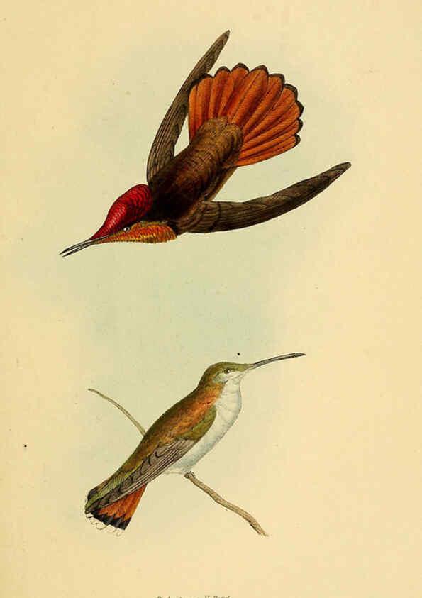 Reproducción/Reproduction 5977780466: A selection of the birds of Brazil and Mexico : the drawings London :H.G. Bohn,1841