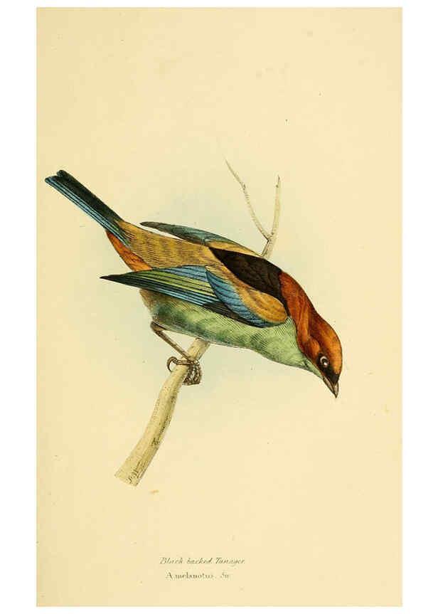 Reproducción/Reproduction 5977780708: A selection of the birds of Brazil and Mexico : the drawings London :H.G. Bohn,1841
