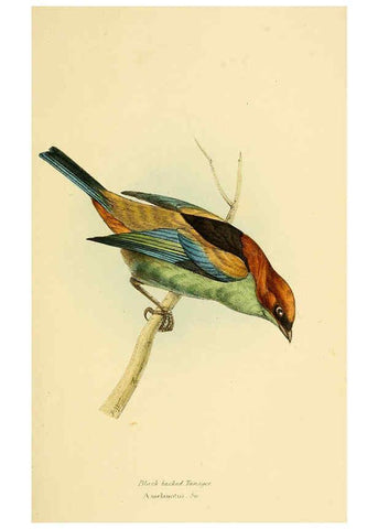Reproducción/Reproduction 5977780708: A selection of the birds of Brazil and Mexico : the drawings London :H.G. Bohn,1841
