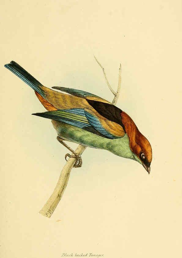 Reproducción/Reproduction 5977780708: A selection of the birds of Brazil and Mexico : the drawings London :H.G. Bohn,1841