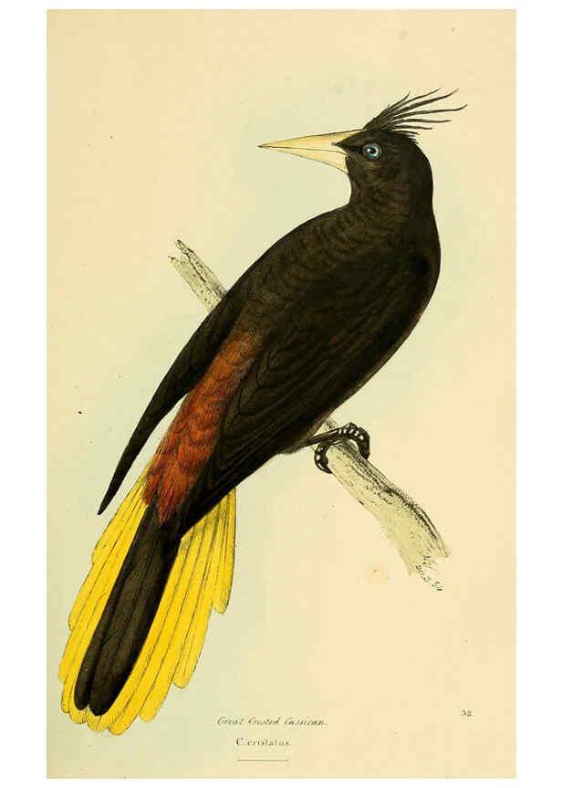 Reproducción/Reproduction 5977217809: A selection of the birds of Brazil and Mexico : the drawings London :H.G. Bohn,1841