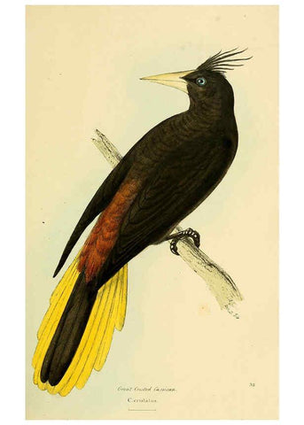Reproducción/Reproduction 5977217809: A selection of the birds of Brazil and Mexico : the drawings London :H.G. Bohn,1841