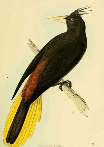 Reproducción/Reproduction 5977217809: A selection of the birds of Brazil and Mexico : the drawings London :H.G. Bohn,1841