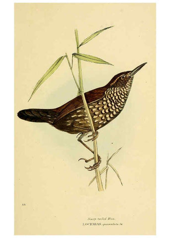 Reproducción/Reproduction 5977218047: A selection of the birds of Brazil and Mexico : the drawings London :H.G. Bohn,1841