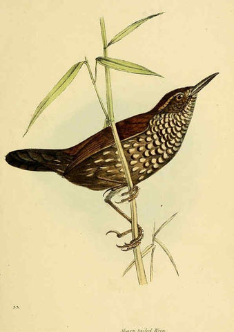 Reproducción/Reproduction 5977218047: A selection of the birds of Brazil and Mexico : the drawings London :H.G. Bohn,1841