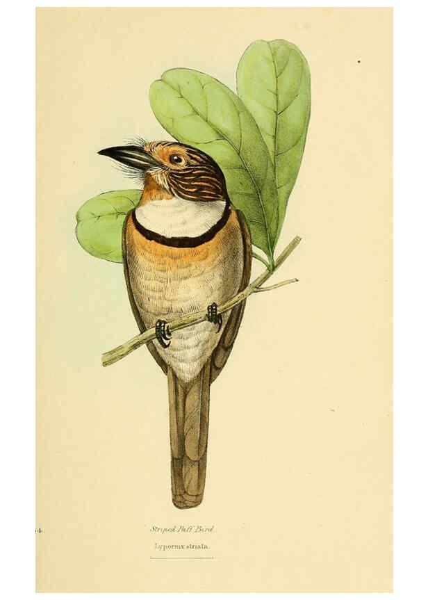Reproducción/Reproduction 5977781266: A selection of the birds of Brazil and Mexico : the drawings London :H.G. Bohn,1841