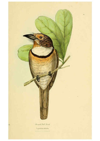 Reproducción/Reproduction 5977781266: A selection of the birds of Brazil and Mexico : the drawings London :H.G. Bohn,1841