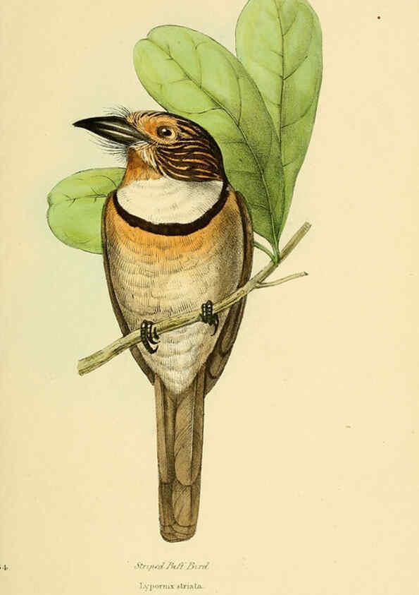 Reproducción/Reproduction 5977781266: A selection of the birds of Brazil and Mexico : the drawings London :H.G. Bohn,1841