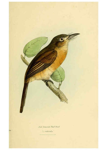 Reproducción/Reproduction 5977218395: A selection of the birds of Brazil and Mexico : the drawings London :H.G. Bohn,1841
