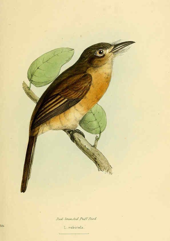Reproducción/Reproduction 5977218395: A selection of the birds of Brazil and Mexico : the drawings London :H.G. Bohn,1841