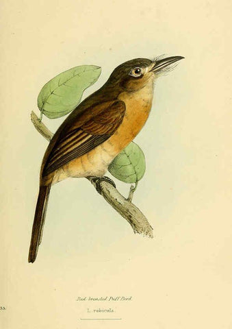 Reproducción/Reproduction 5977218395: A selection of the birds of Brazil and Mexico : the drawings London :H.G. Bohn,1841