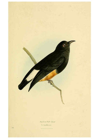 Reproducción/Reproduction 5977785206: A selection of the birds of Brazil and Mexico : the drawings London :H.G. Bohn,1841
