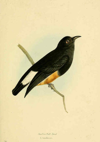 Reproducción/Reproduction 5977785206: A selection of the birds of Brazil and Mexico : the drawings London :H.G. Bohn,1841