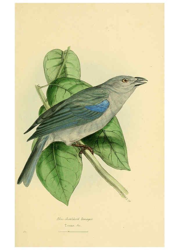 Reproducción/Reproduction 5977785440: A selection of the birds of Brazil and Mexico : the drawings London :H.G. Bohn,1841
