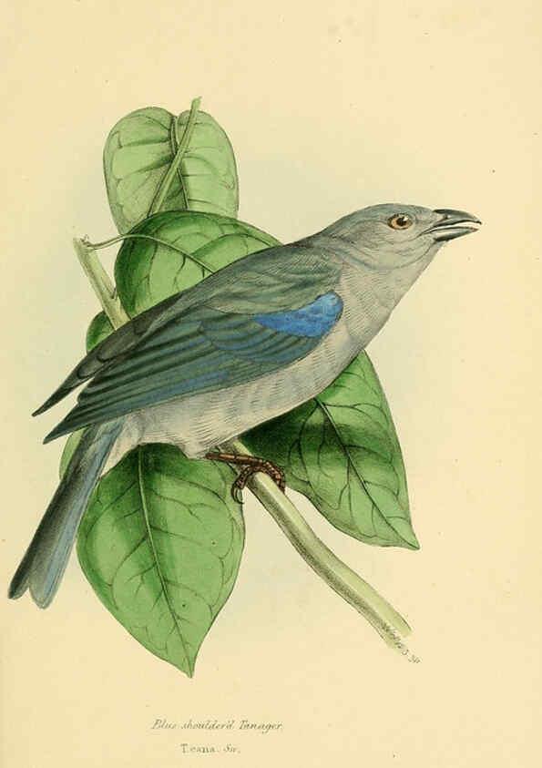 Reproducción/Reproduction 5977785440: A selection of the birds of Brazil and Mexico : the drawings London :H.G. Bohn,1841