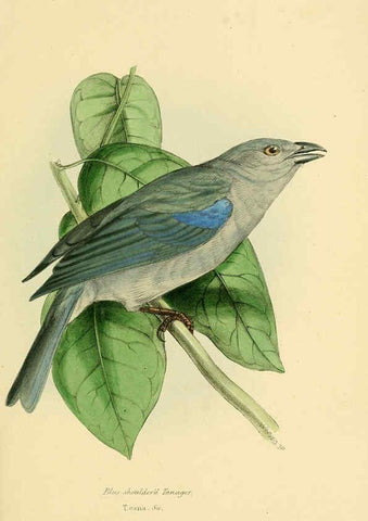 Reproducción/Reproduction 5977785440: A selection of the birds of Brazil and Mexico : the drawings London :H.G. Bohn,1841