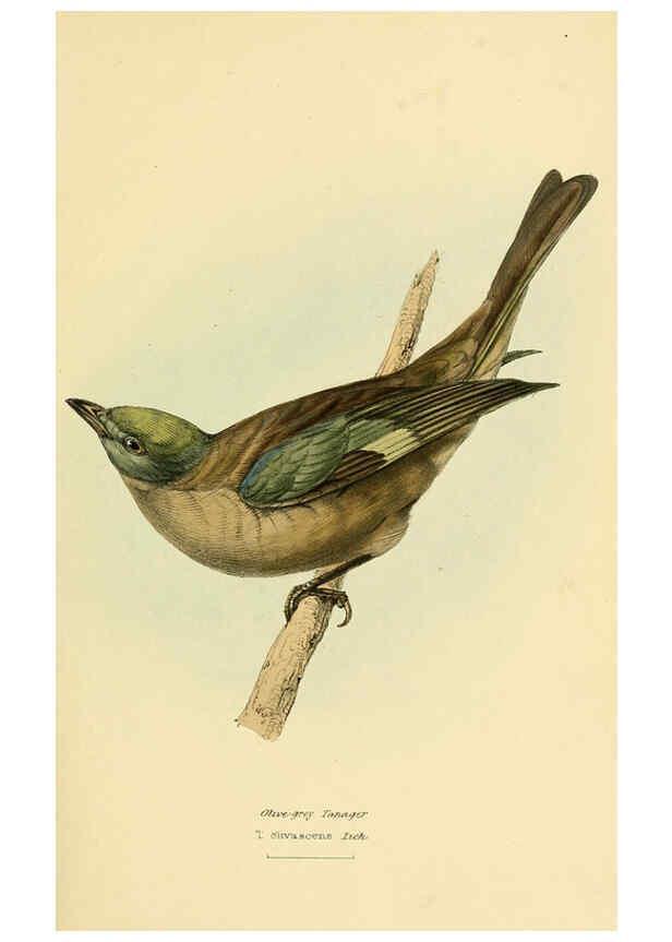 Reproducción/Reproduction 5977222563: A selection of the birds of Brazil and Mexico : the drawings London :H.G. Bohn,1841