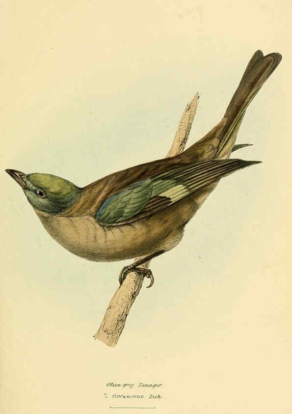 Reproducción/Reproduction 5977222563: A selection of the birds of Brazil and Mexico : the drawings London :H.G. Bohn,1841