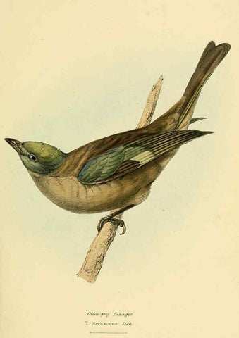 Reproducción/Reproduction 5977222563: A selection of the birds of Brazil and Mexico : the drawings London :H.G. Bohn,1841