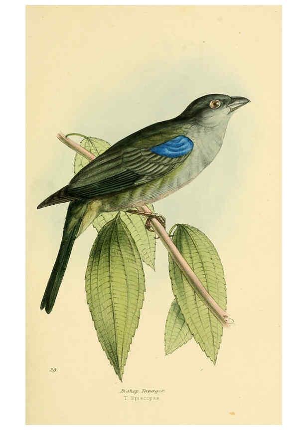 Reproducción/Reproduction 5977785882: A selection of the birds of Brazil and Mexico : the drawings London :H.G. Bohn,1841
