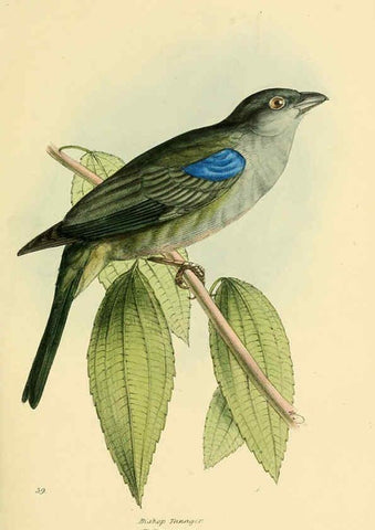 Reproducción/Reproduction 5977785882: A selection of the birds of Brazil and Mexico : the drawings London :H.G. Bohn,1841