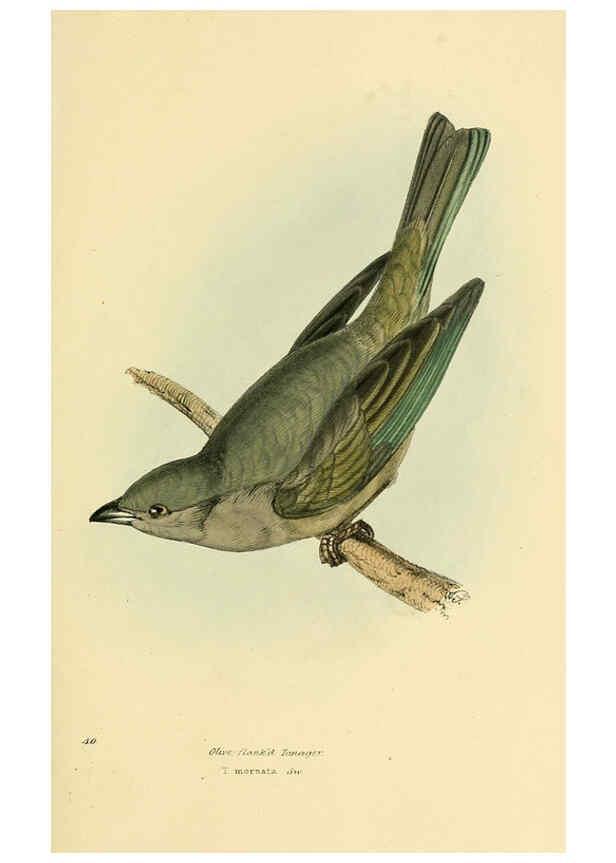 Reproducción/Reproduction 5977222897: A selection of the birds of Brazil and Mexico : the drawings London :H.G. Bohn,1841