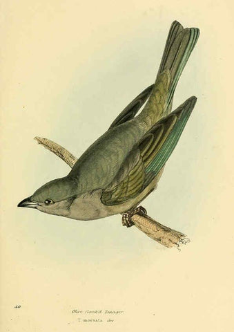 Reproducción/Reproduction 5977222897: A selection of the birds of Brazil and Mexico : the drawings London :H.G. Bohn,1841