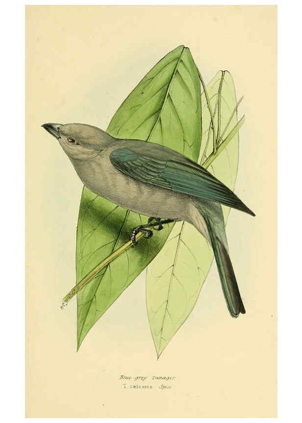 Reproducción/Reproduction 5977223075: A selection of the birds of Brazil and Mexico : the drawings London :H.G. Bohn,1841