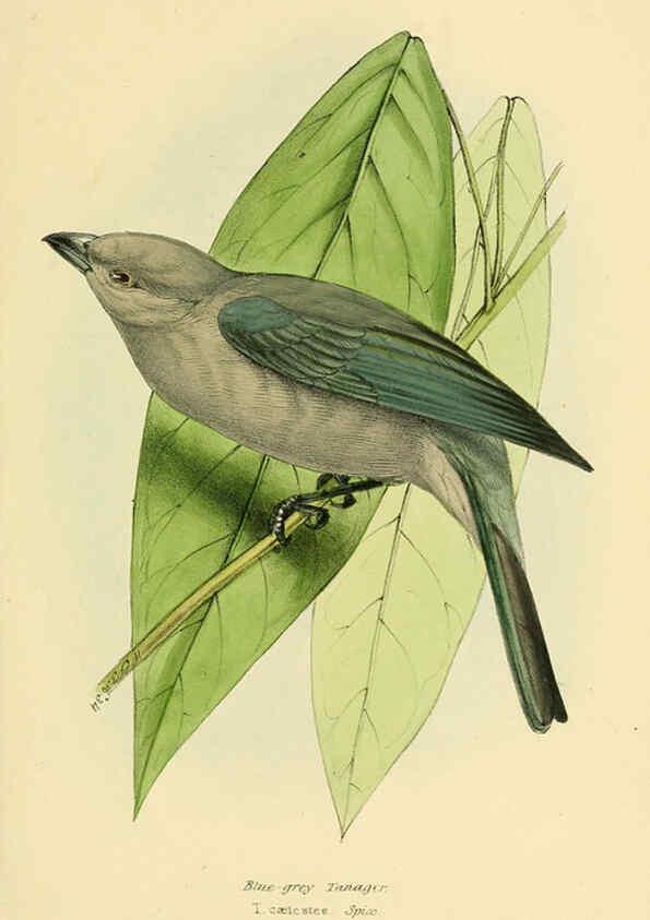 Reproducción/Reproduction 5977223075: A selection of the birds of Brazil and Mexico : the drawings London :H.G. Bohn,1841