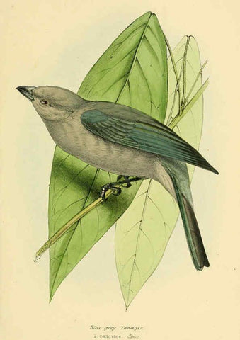 Reproducción/Reproduction 5977223075: A selection of the birds of Brazil and Mexico : the drawings London :H.G. Bohn,1841