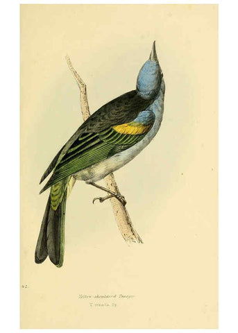 Reproducción/Reproduction 5977223305: A selection of the birds of Brazil and Mexico : the drawings London :H.G. Bohn,1841