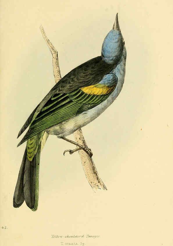 Reproducción/Reproduction 5977223305: A selection of the birds of Brazil and Mexico : the drawings London :H.G. Bohn,1841