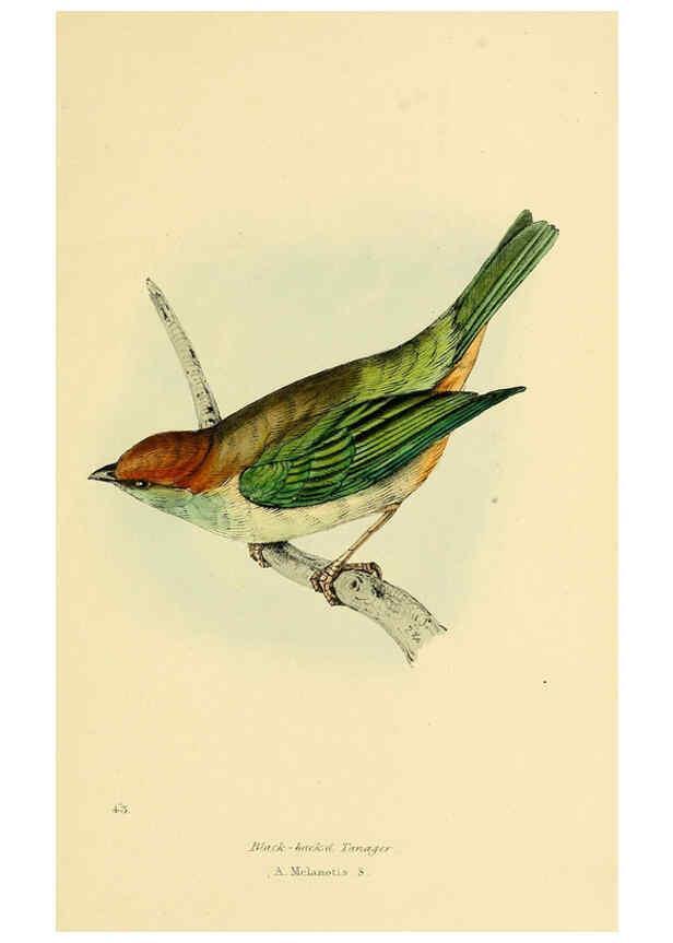 Reproducción/Reproduction 5977789232: A selection of the birds of Brazil and Mexico : the drawings London :H.G. Bohn,1841