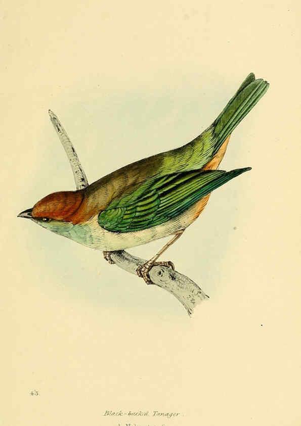 Reproducción/Reproduction 5977789232: A selection of the birds of Brazil and Mexico : the drawings London :H.G. Bohn,1841