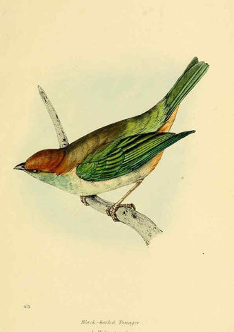 Reproducción/Reproduction 5977789232: A selection of the birds of Brazil and Mexico : the drawings London :H.G. Bohn,1841