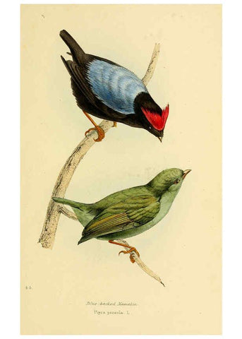 Reproducción/Reproduction 5977226139: A selection of the birds of Brazil and Mexico : the drawings London :H.G. Bohn,1841