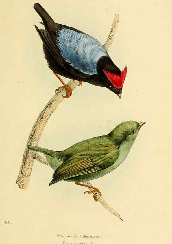 Reproducción/Reproduction 5977226139: A selection of the birds of Brazil and Mexico : the drawings London :H.G. Bohn,1841