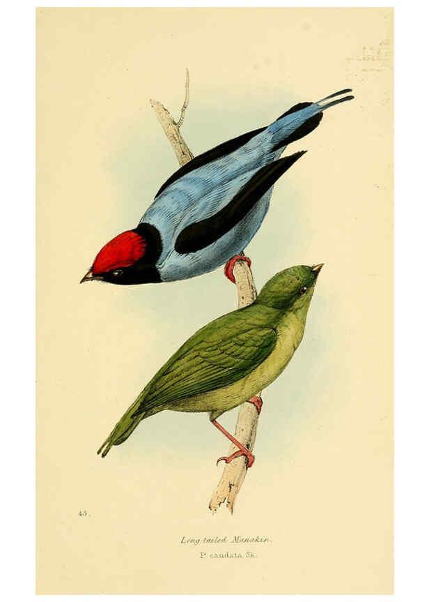 Reproducción/Reproduction 5977226381: A selection of the birds of Brazil and Mexico : the drawings London :H.G. Bohn,1841
