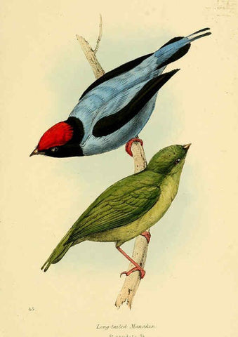 Reproducción/Reproduction 5977226381: A selection of the birds of Brazil and Mexico : the drawings London :H.G. Bohn,1841