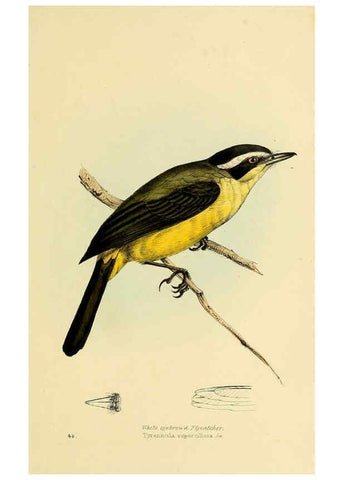 Reproducción/Reproduction 5977226615: A selection of the birds of Brazil and Mexico : the drawings London :H.G. Bohn,1841