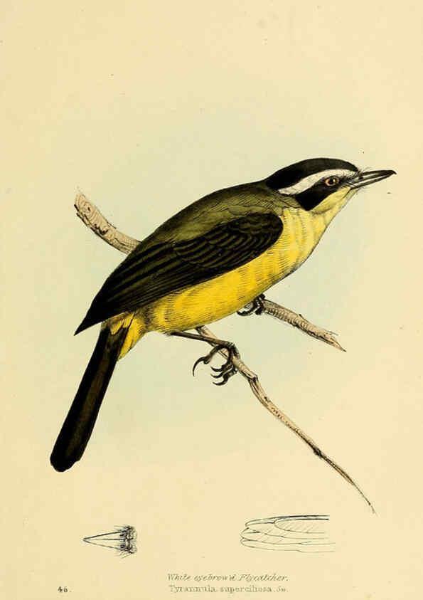 Reproducción/Reproduction 5977226615: A selection of the birds of Brazil and Mexico : the drawings London :H.G. Bohn,1841