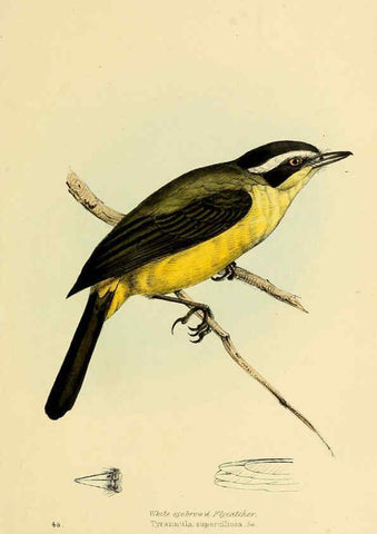 Reproducción/Reproduction 5977226615: A selection of the birds of Brazil and Mexico : the drawings London :H.G. Bohn,1841