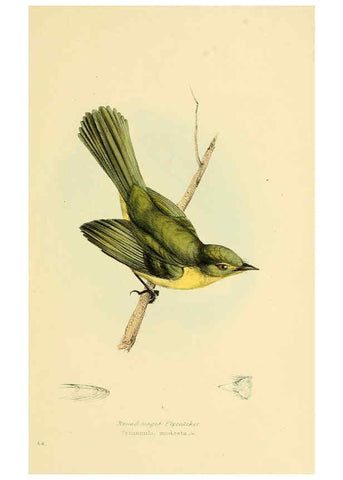 Reproducción/Reproduction 5977226953: A selection of the birds of Brazil and Mexico : the drawings London :H.G. Bohn,1841