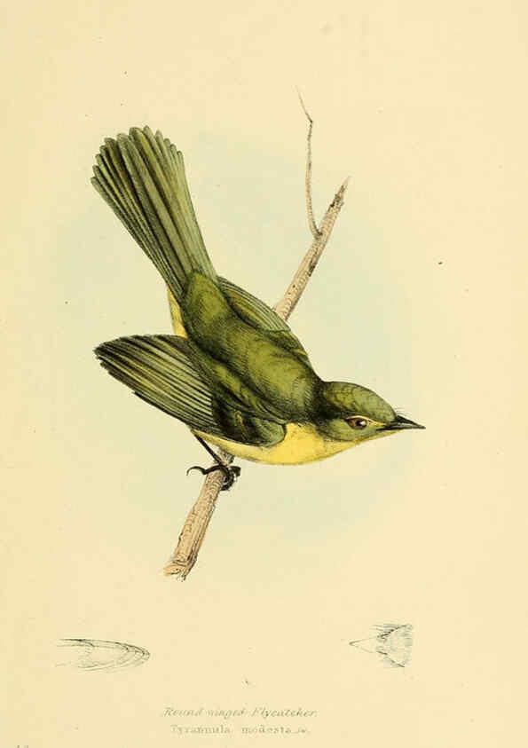 Reproducción/Reproduction 5977226953: A selection of the birds of Brazil and Mexico : the drawings London :H.G. Bohn,1841